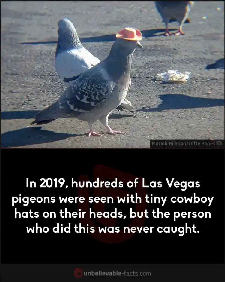 Pigeons in cowboy hats