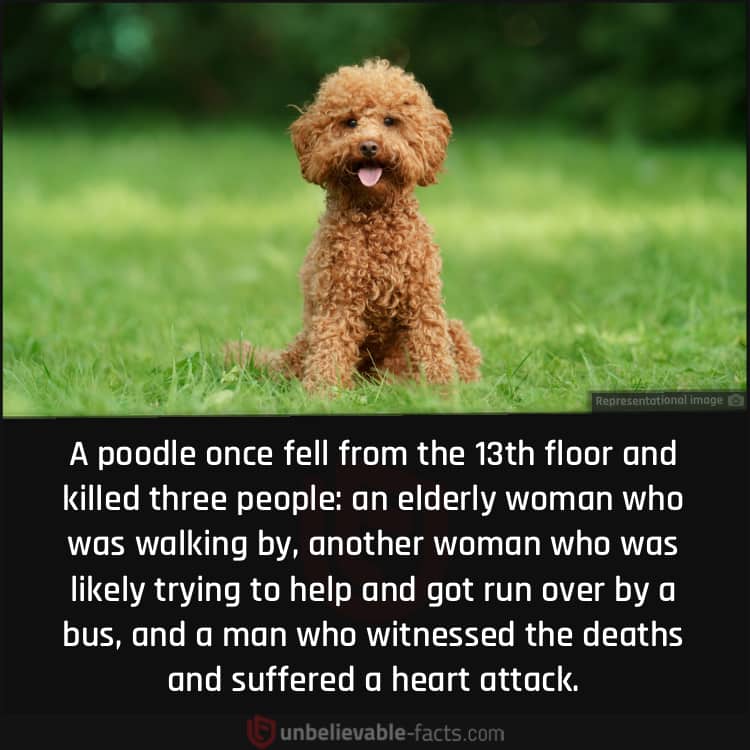 Poodle Fell From the 13th Floor