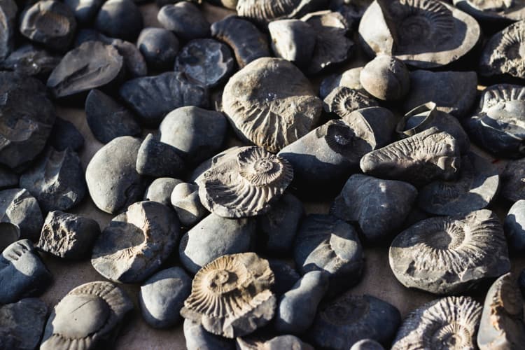 Prehistoric ammonite fossil found in Himalaya