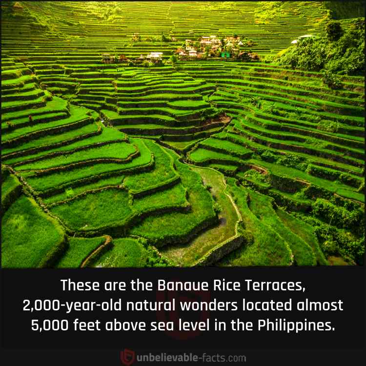 Rice Terraces of the Philippines