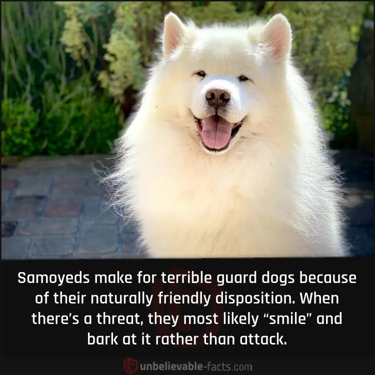 Samoyeds Are Too “Smiley” To Be Guard Dogs