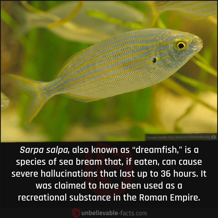  Fish that Causes Severe Hallucinations