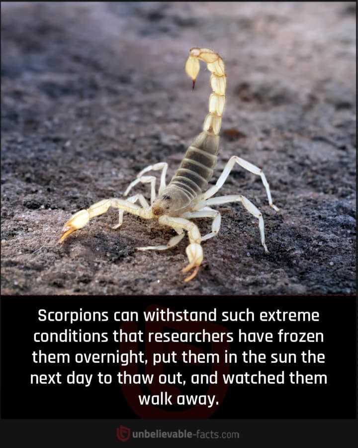 Scorpions Can Withstand Extreme Conditions