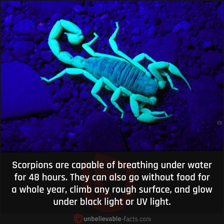 Scorpions glow under black light or UV light.