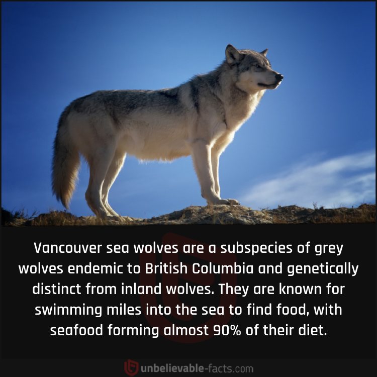 Sea Wolves of Vancouver