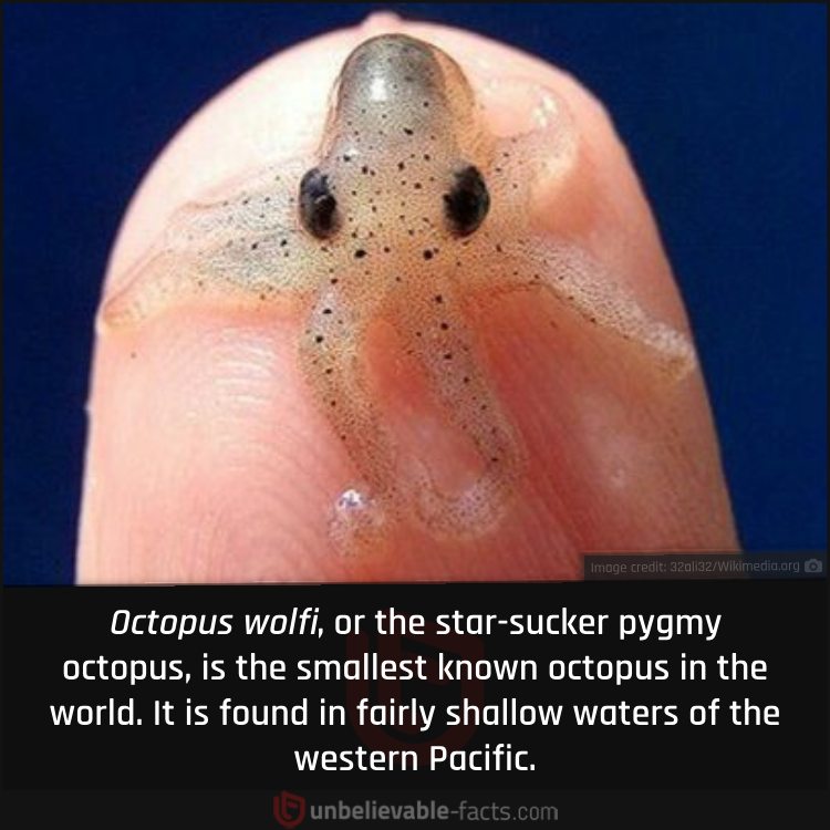 Smallest Known Octopus