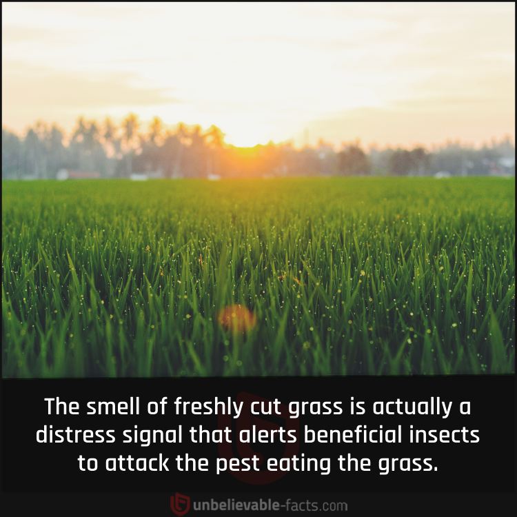 Smell of freshly cut grass