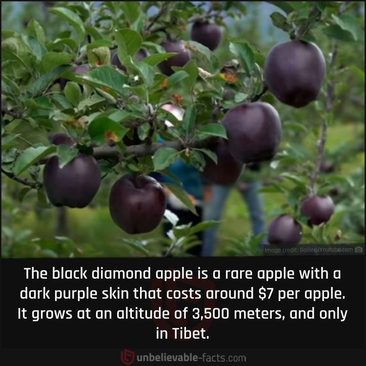 The Black Diamond Apple of Tibet