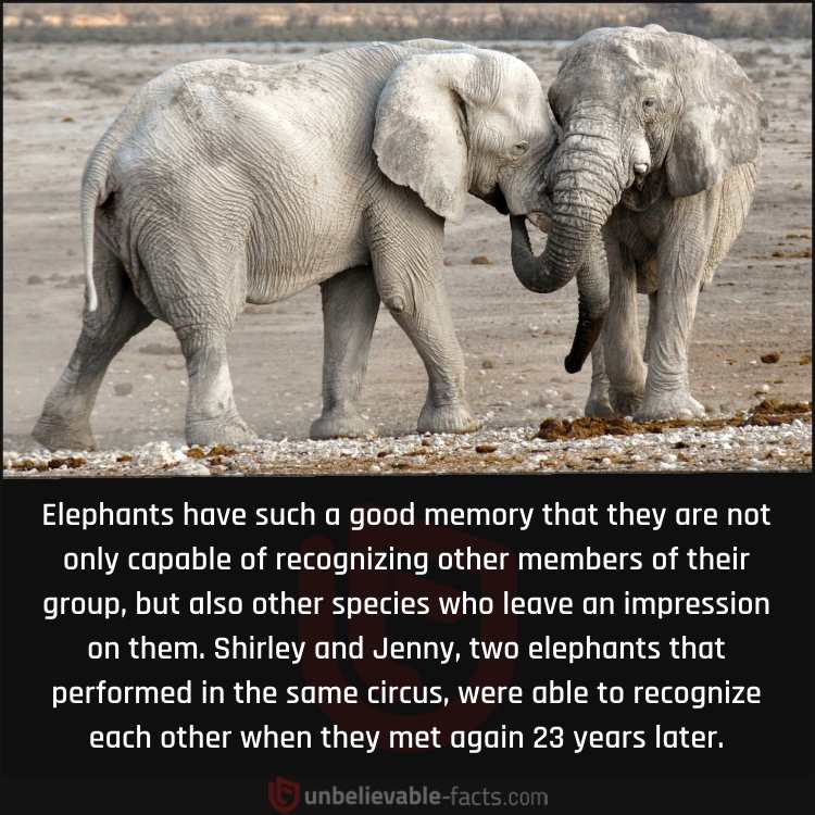 The Exceptional Memory of Elephants