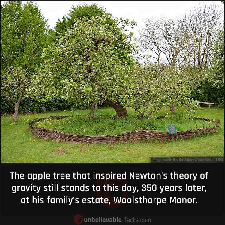 The Long-living Apple Tree that Inspired Newton