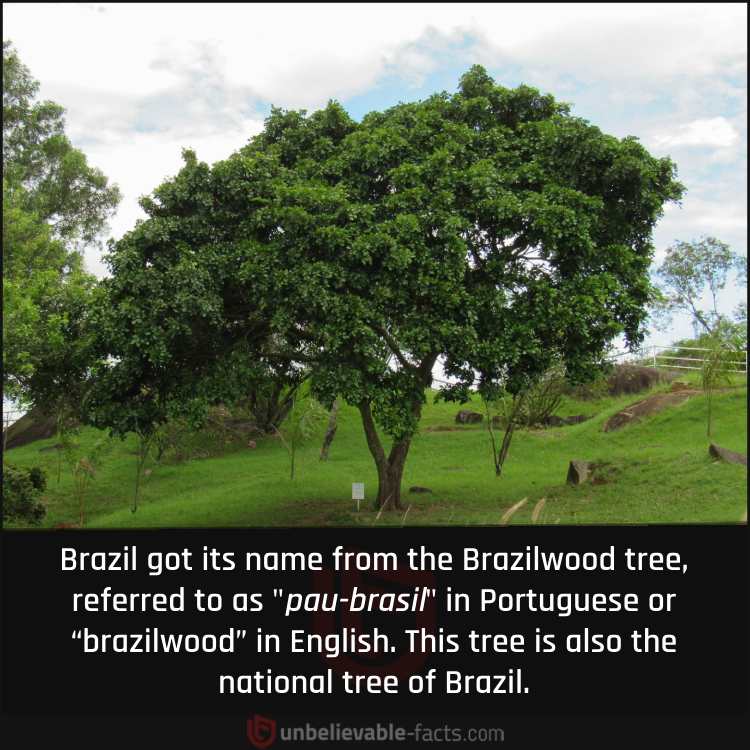 The Origin of Brazil's Name