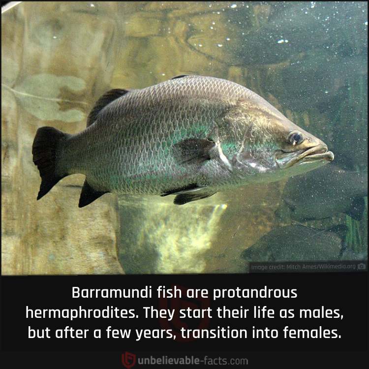 The Unique Life Cycle of the Barramundi Fish