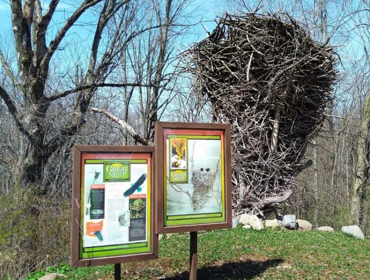 "The great nest" is a bald eagle's gigantic nest