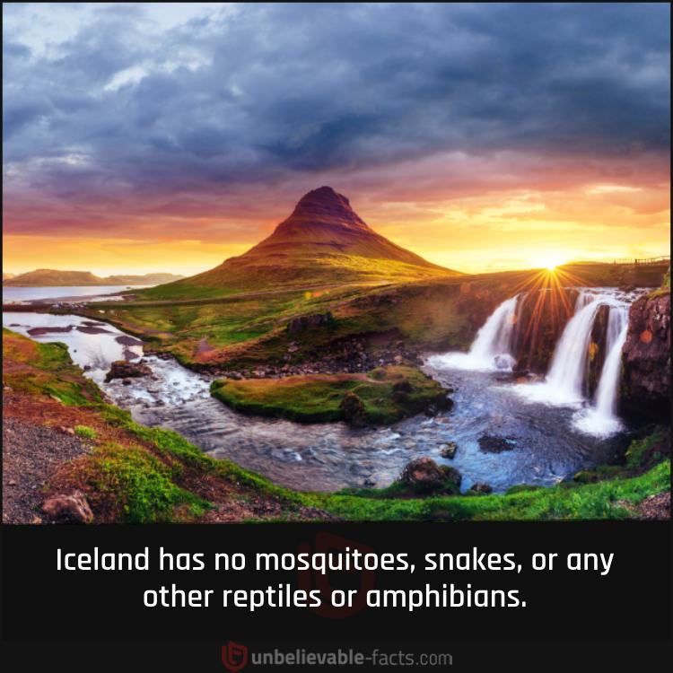 There Are No Mosquitoes or Reptiles in Iceland