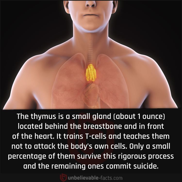Thymus Gland 