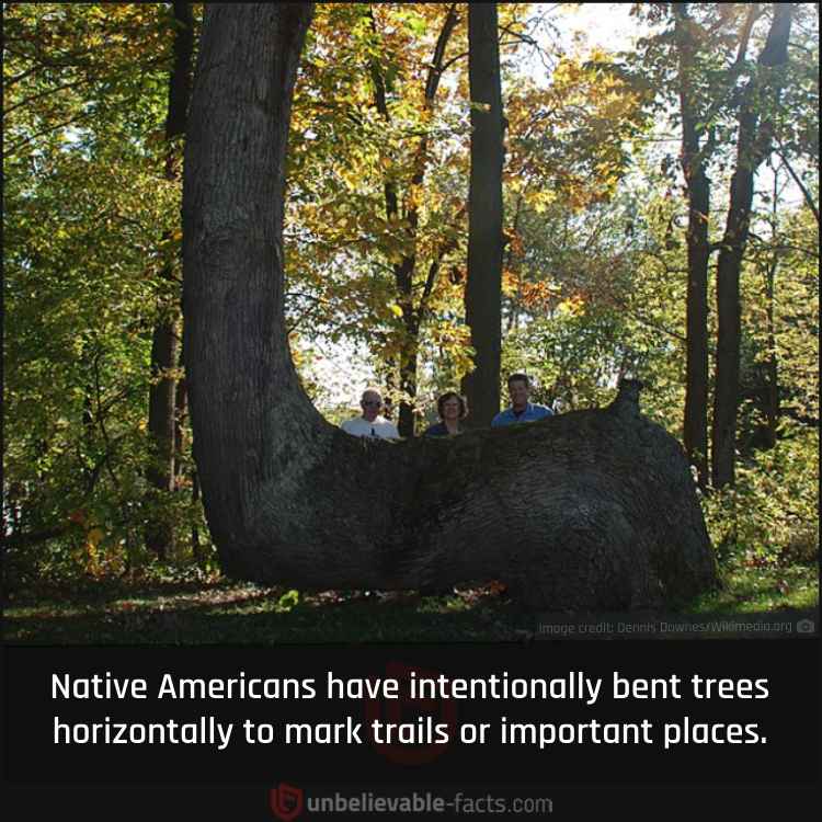 Trail Trees of North American Forests