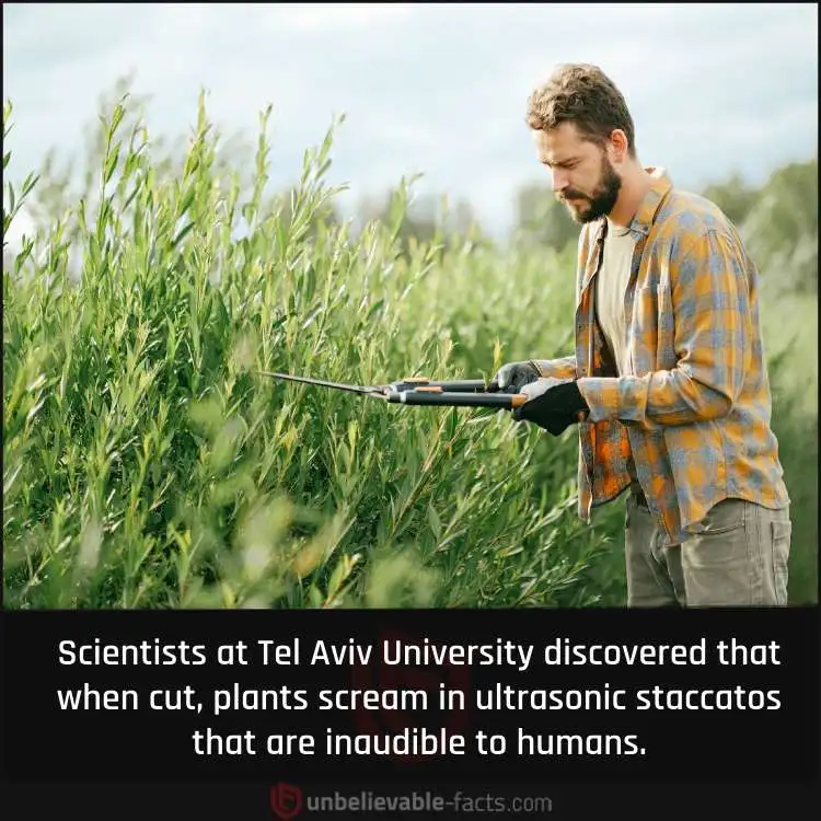 Ultrasonic Cry of Plants when in Distress Ultrasonic Cry of Plants when in Distress