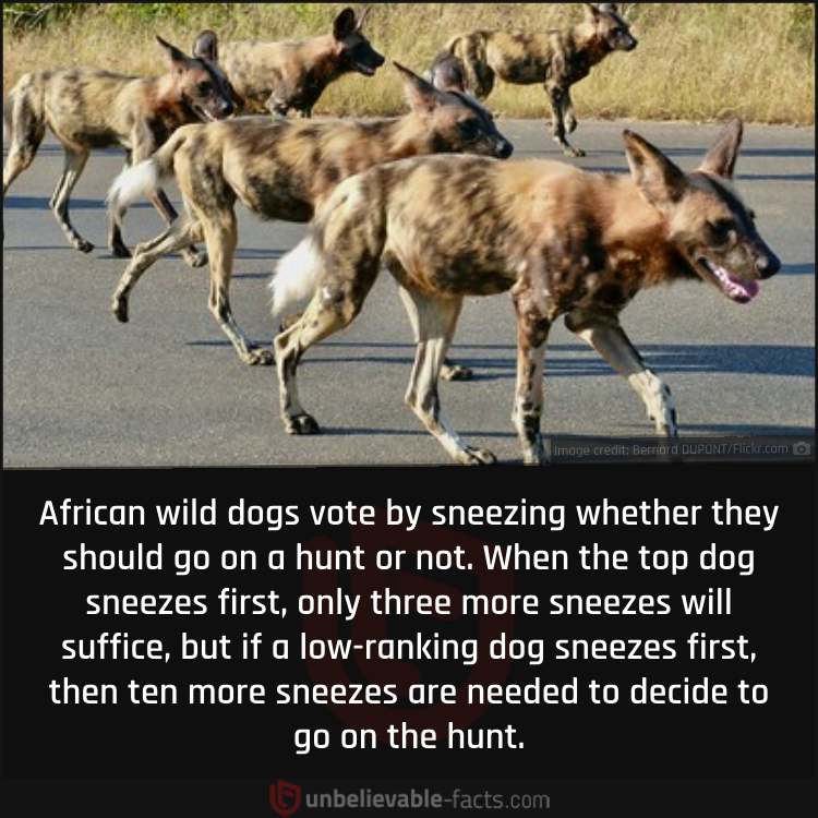 Voting System of African Wild Dogs