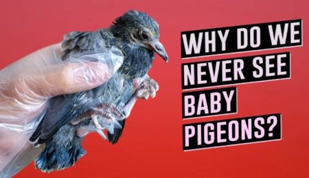 Picture Why Do We Never See Baby Pigeons?