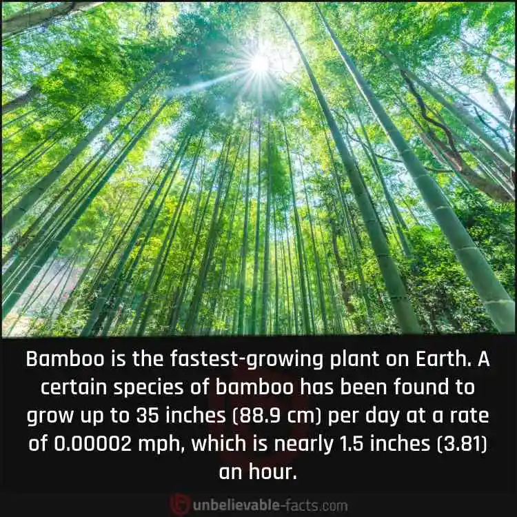World's Fastest-Growing Plant