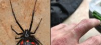 Picture How Dangerous Are Black Widow Spiders?