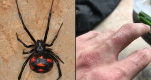 How dangerous are black widow spiders