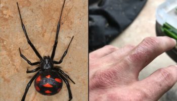 Picture How Dangerous Are Black Widow Spiders?