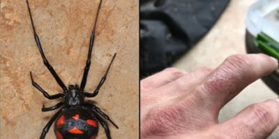 Picture How Dangerous Are Black Widow Spiders?