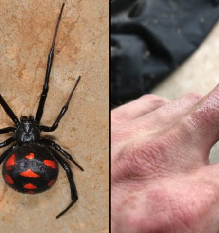 Picture How Dangerous Are Black Widow Spiders?