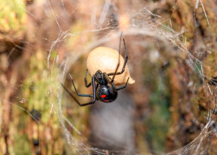 black widow spider egg case