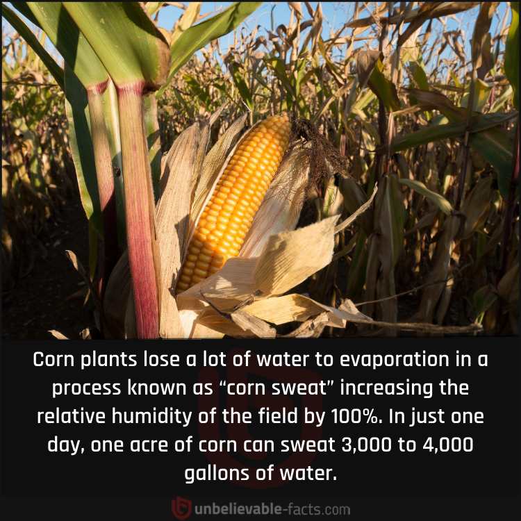 Corn Fields that Sweat in Midwest America