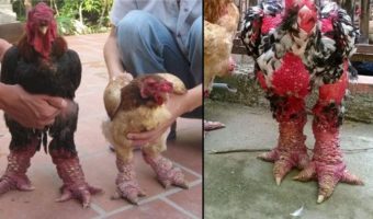 Picture Dong Tao Chicken: A Rare and Expensive Vietnamese Delicacy!