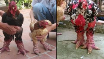 Picture Dong Tao Chicken: A Rare and Expensive Vietnamese Delicacy!