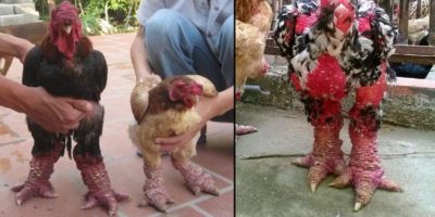 Picture Dong Tao Chicken: A Rare and Expensive Vietnamese Delicacy!