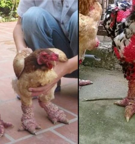 Picture Dong Tao Chicken: A Rare and Expensive Vietnamese Delicacy!