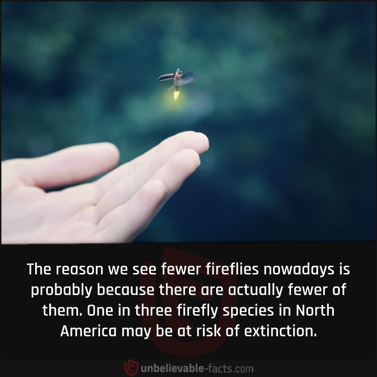 Fireflies at Risk of Extinction