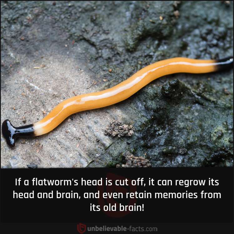Flatworms Can Regrow Brains
