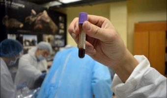 Picture A 42,000-year-old Foal Is the Best-preserved Ice Age Animal in the World!