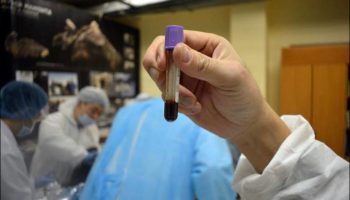 Picture A 42,000-year-old Foal Is the Best-preserved Ice Age Animal in the World!