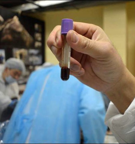 Picture A 42,000-year-old Foal Is the Best-preserved Ice Age Animal in the World!