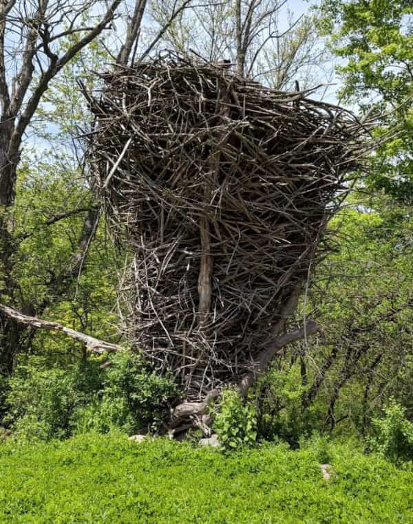 Replica of the largest eagle's nest 