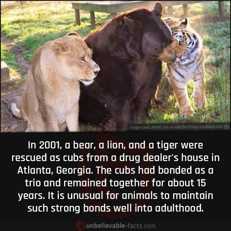 A Bear, a Lion, and a Tiger Were Friends for About 15 Years