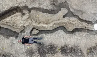 Picture 100 Weird Facts That Sound Too Bizarre to be True