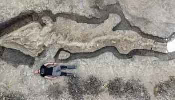 Picture 100 Weird Facts That Sound Too Bizarre to be True