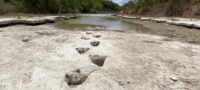 Picture 113-million-year-old Dinosaur Footprints Discovered in Texas!