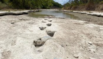 Picture 113-million-year-old Dinosaur Footprints Discovered in Texas!