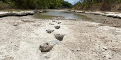 Picture 113-million-year-old Dinosaur Footprints Discovered in Texas!