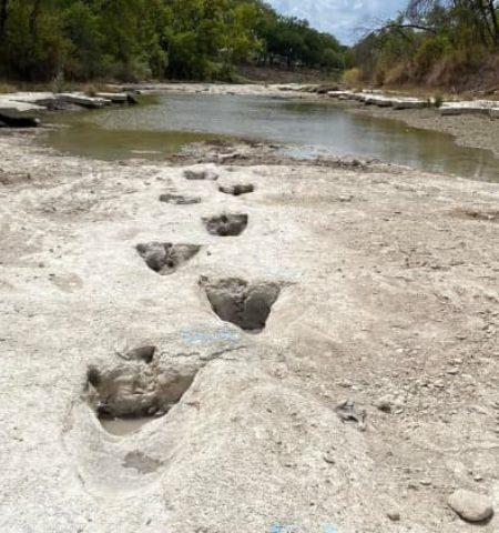 Picture 113-million-year-old Dinosaur Footprints Discovered in Texas!