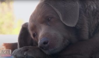 Picture Bobi, the World’s Oldest Dog from Portugal! 