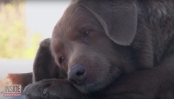 Picture Bobi, the World’s Oldest Dog from Portugal! 